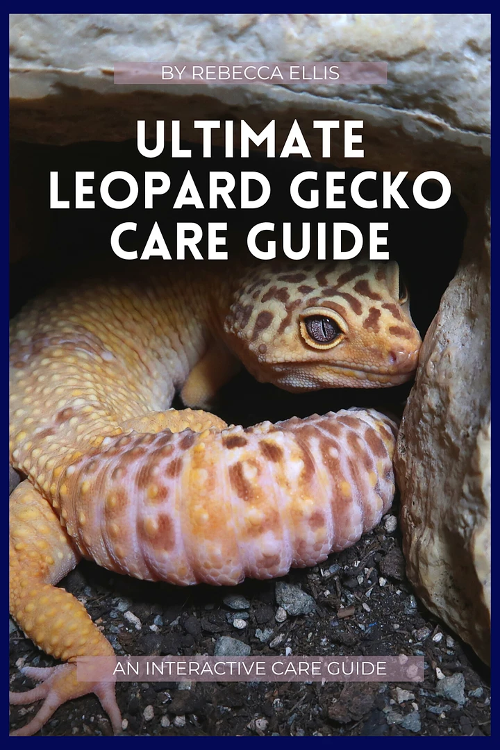 Leopard Gecko Care Guide | eBook product image (1)