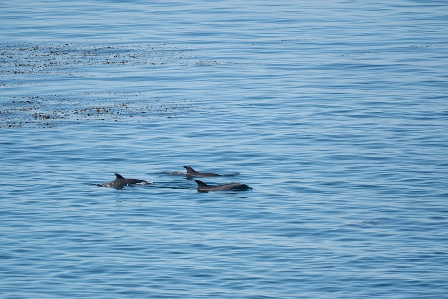 3 dolphins fins jut out from the water with glossy gray backs, in a never ending sea of blue. 