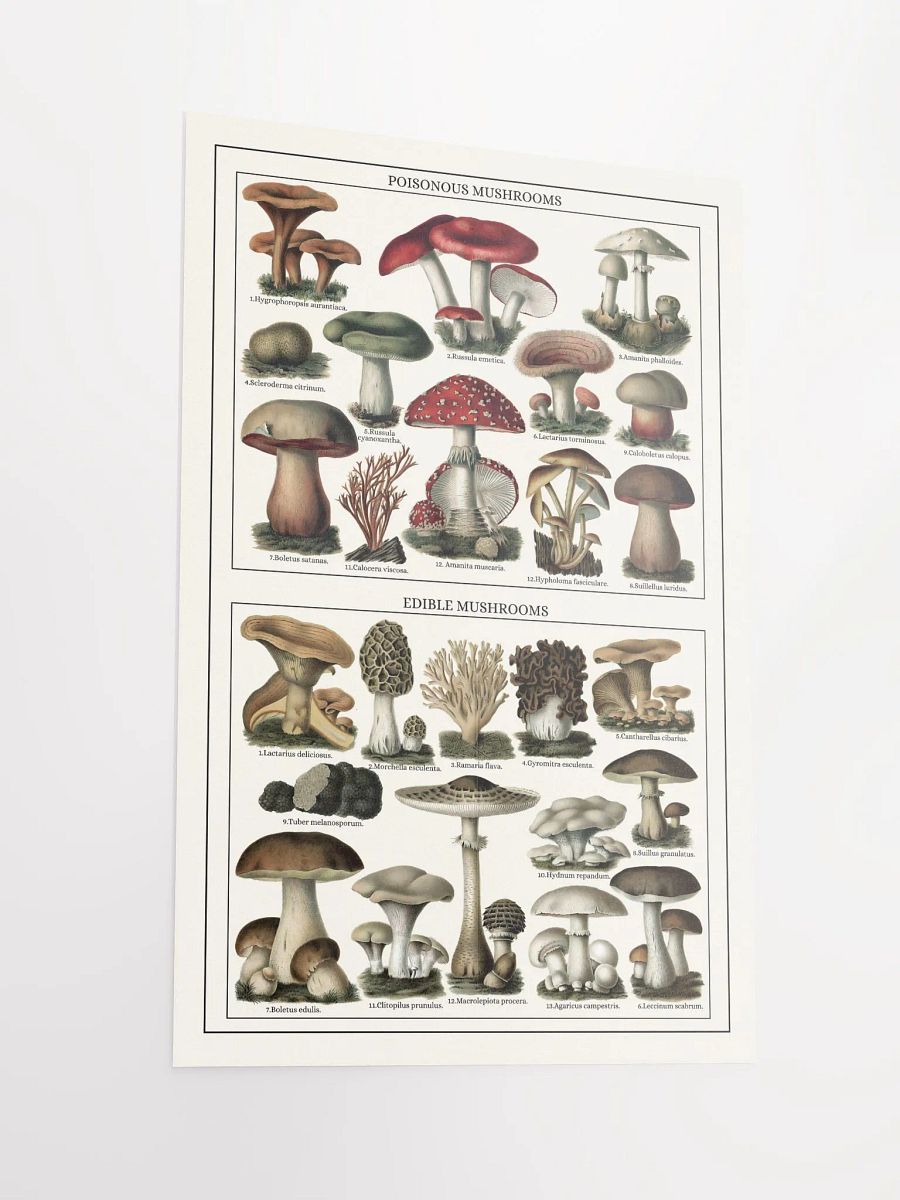 Mushroom Classification Chart Poster product image (3)
