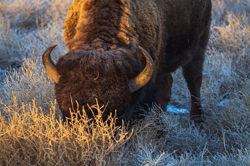 🎄✨ This holiday season, give the gift of wildlife conservation! ✨🎄

Donate at least $10 to We Care Wild, and as a special tha...