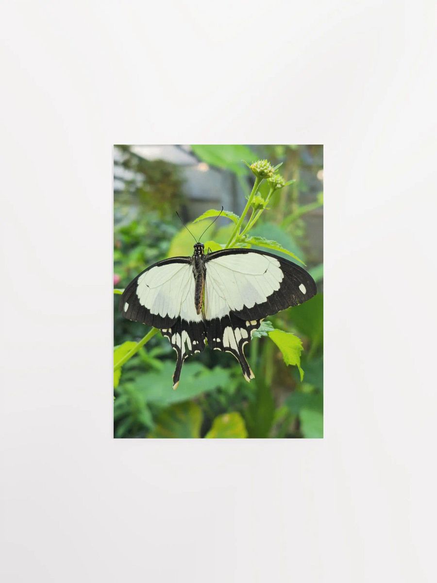 Mocker Swallowtail Tropical Butterfly Butterfly Poster 5x7" product image (1)