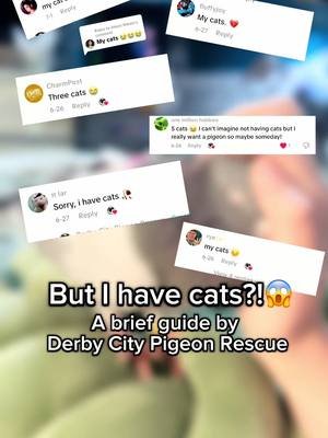 Replying to @Alexis Nikole The response to the last video had an overwhelming trend- you all love pigeons! And cats! 🤭  Yes, you absolutely can have a pet pigeon AND a pet cat AND a pet dog. It’s just about safety! It’s best to have a bird room away from your other animals. At minimum, you will want a predator-proof cage and must always monitor your bird when out.  We adopt our to homes with other pets *all* of the time. I have 3 cats and 3 dogs! It can 100% work!  #creatorsearchinsights #petbirds #petpigeon #pigeonaspets #pigeoncare #pigeoncaretips 