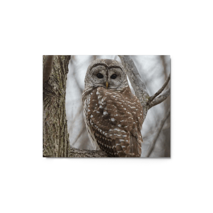 Limited edition metal print: Barred Owl in the woods product image (1)