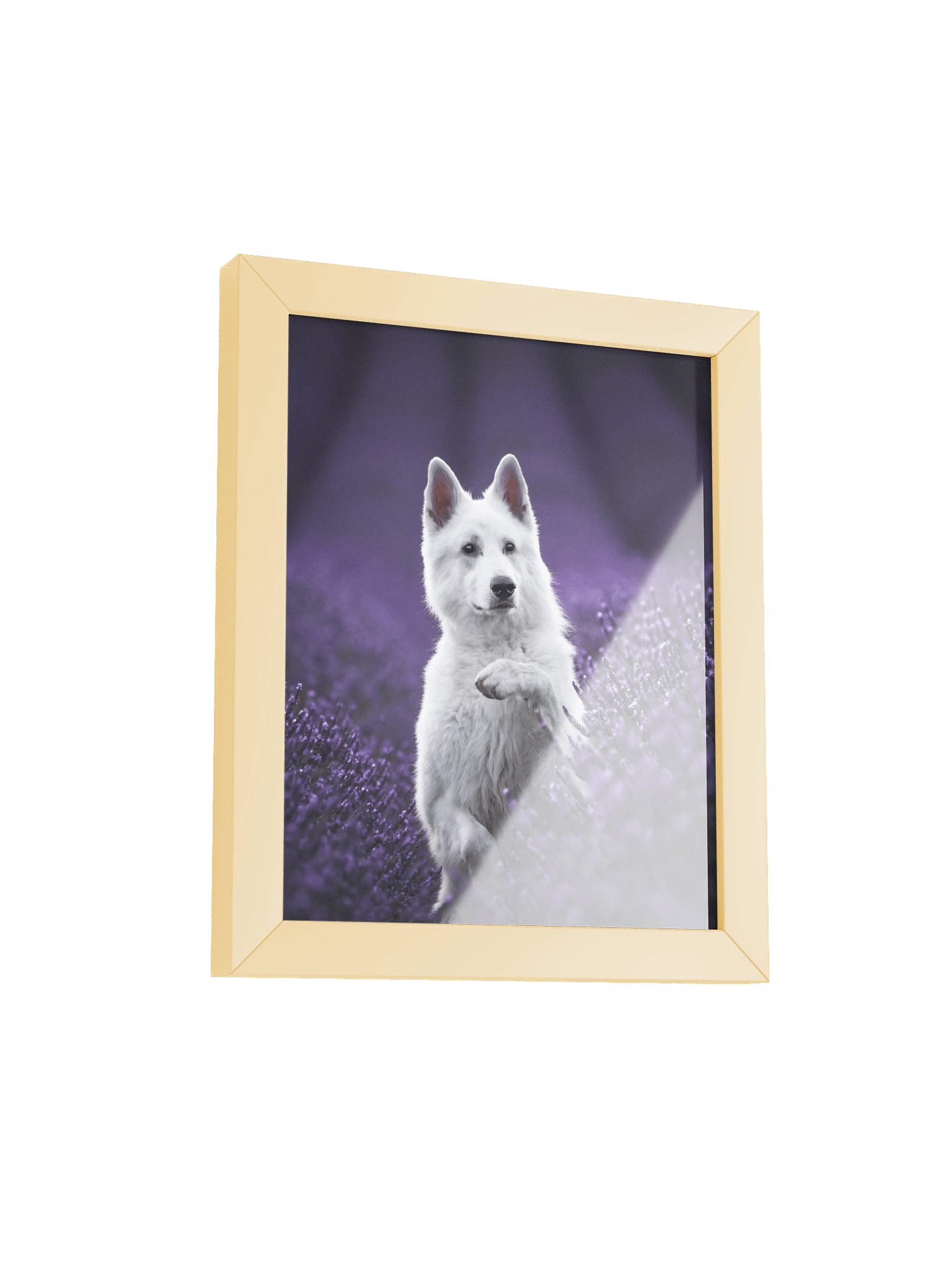 Rasta in the lavender fields product image (17)