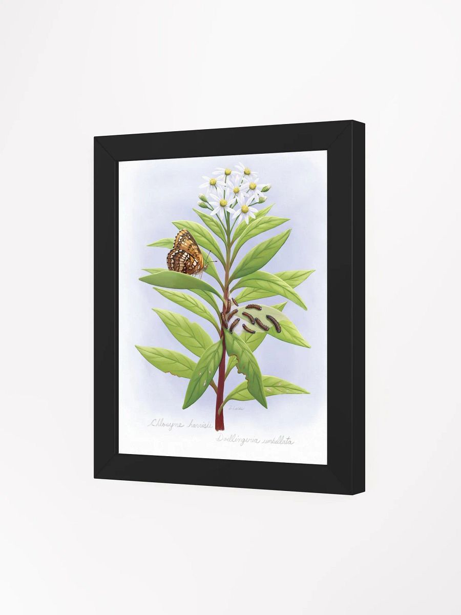 Harris' Checkerspot Butterfly & cats product image (30)
