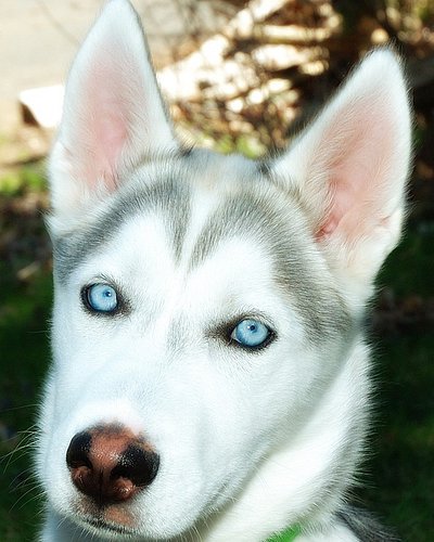 Miska #husky  #huskylove #huskylovers