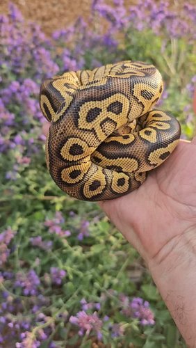 #ballpython #ballpythons #ballpythonbreeder #ballpythonsofinstagram #reptiles #nwballpythons #emeraldcityreptiles #available