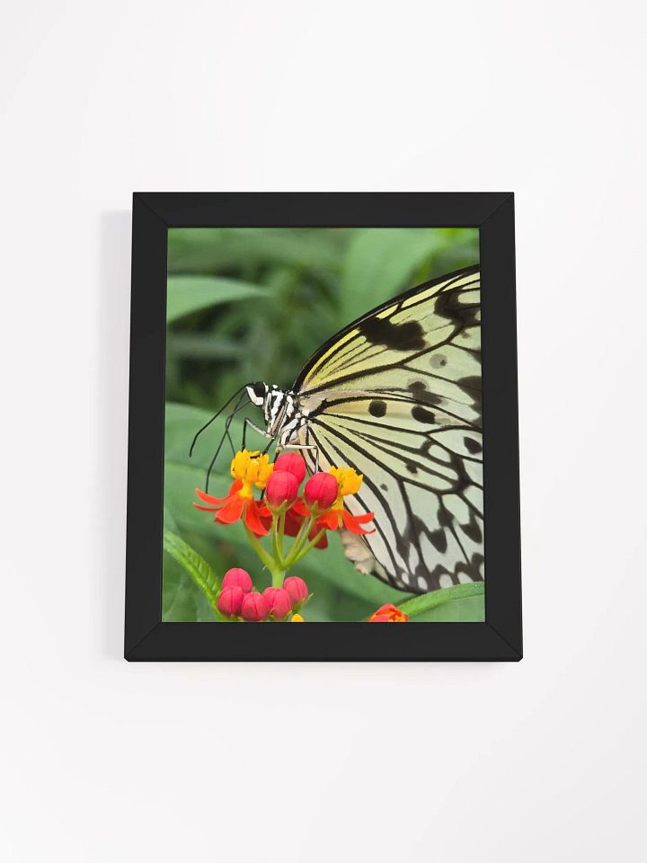 Paper Kite Tropical Butterfly Framed Poster product image (2)