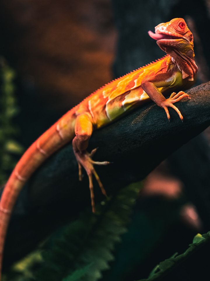 Albino Red Iguana product image (1)