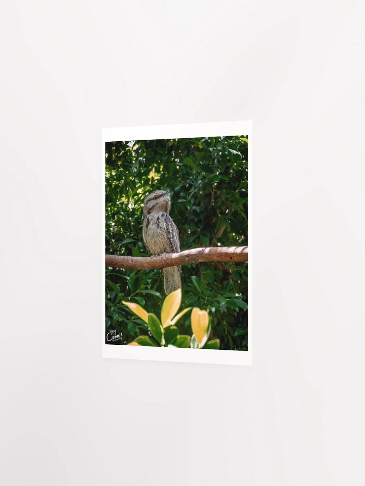 Frogmouth - Print product image (2)