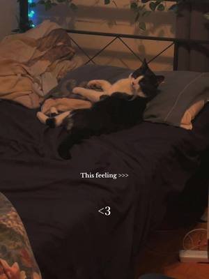 #boycat #boymom #catdistributionsystem 