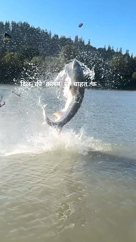 Fish Flying in sky
.
.
.
.
.
#flying #fishwater #fishingphotography #fishingvideos