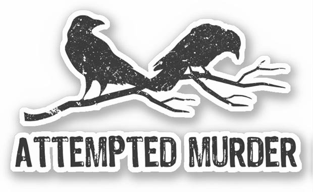 Attempted Murder Two Crows Funny Bird Pun Meme image