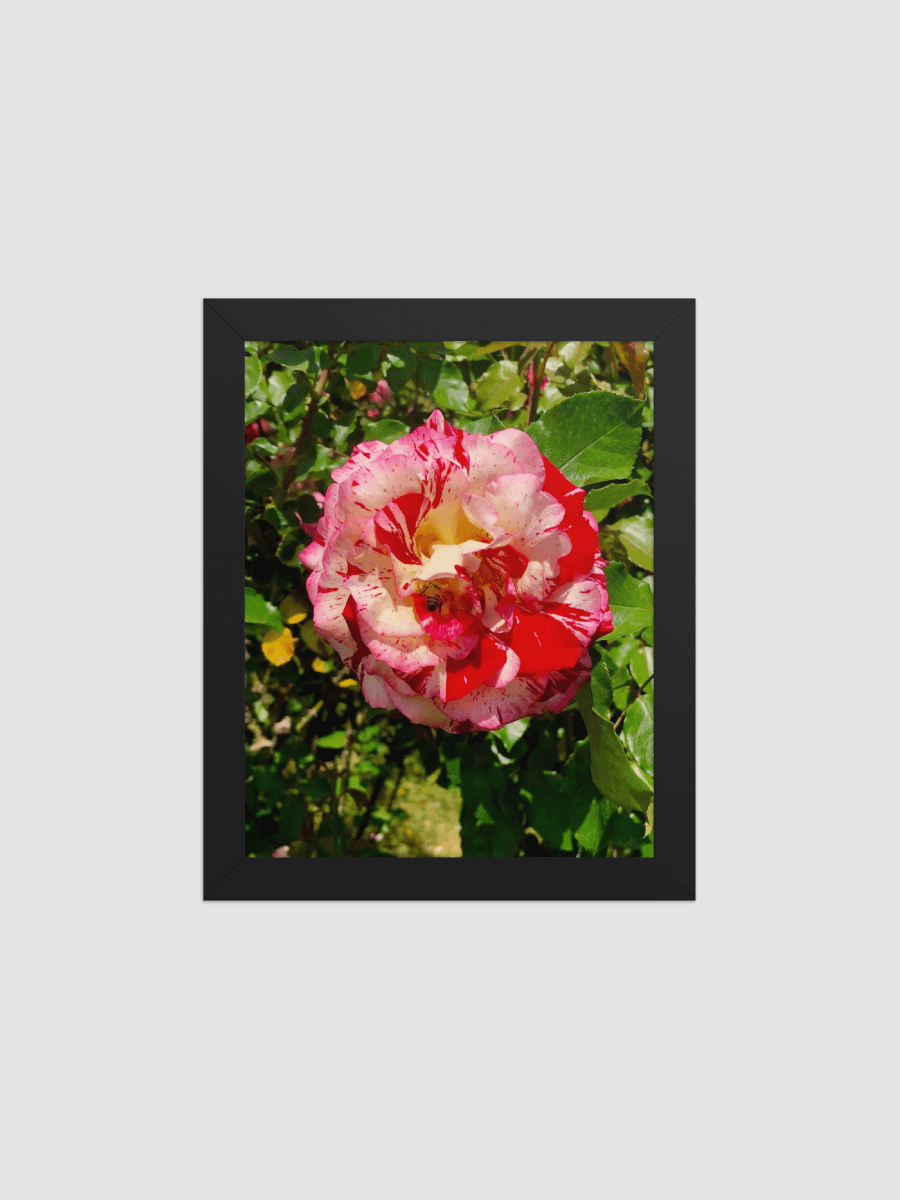 Mister Bee on rose Framed photography Poster product image (1)
