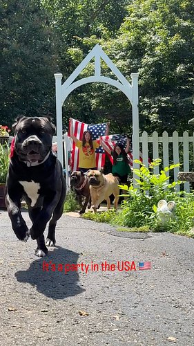 Happy 4th of July! 🇺🇸🧨❤️🤍💙

#4thofjuly #freedom #america #party #in #the #usa #family #friends #dogsofinsta #big #love
