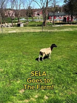 SELA’s JuniorK students took a trip to Weir River Farm! Students had the wonderful opportunity to interact with many different farm animals, gaining a greater appreciation for nature. @weirriverfarm  #farm #nature #hingham #norwell #immersion #spanish #english #mandarin #childdevelopment #EarlyEducation #childcare #PrivateSchool #memories #achievements #learning #growth #elementary #preschool 