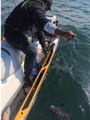 Catching a BIG Black Seabass by Hand 😱🐟 #BigCatch #BlackSeabass #HandFishing #MonsterFish #FishingLife     