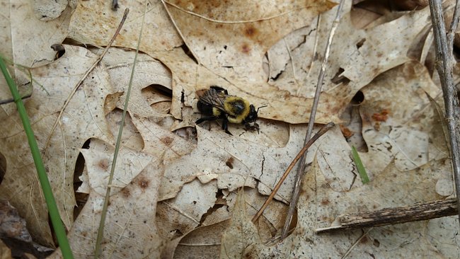 Not The Bees! (Herbalism / Alchemy Research)