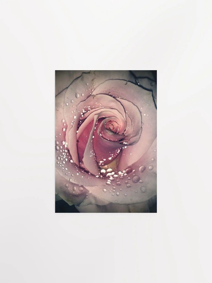 Rose product image (4)