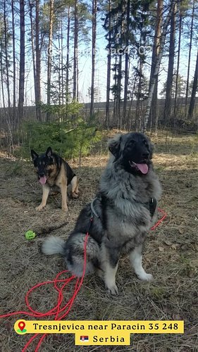 🐾 Sarplaninac Artem FCI 4302 (dog photo gallery) ❤️

#sarplaninac #maledog #sarplaninacdogs #dogphotoshoots #slideshowvideo #...