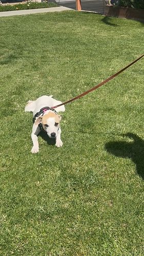 Neeko does this thing we call the worm where she lies down and squirms/ doesn’t wanna move towards the car. She KNOWS she get...