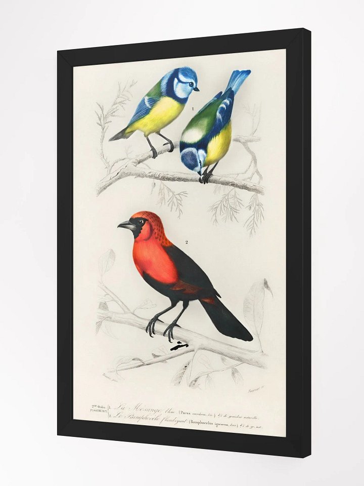 Different types of birds product image (8)