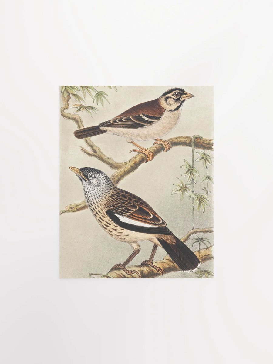 Two Birds - Twee vogels op takken product image (1)
