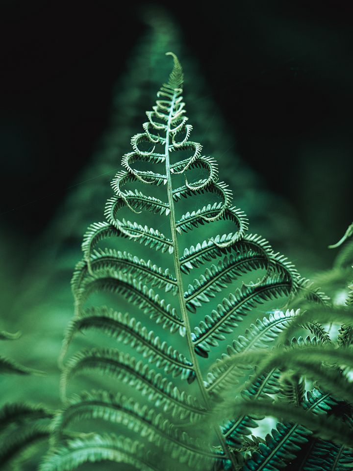 Fernancial Advice product image (1)