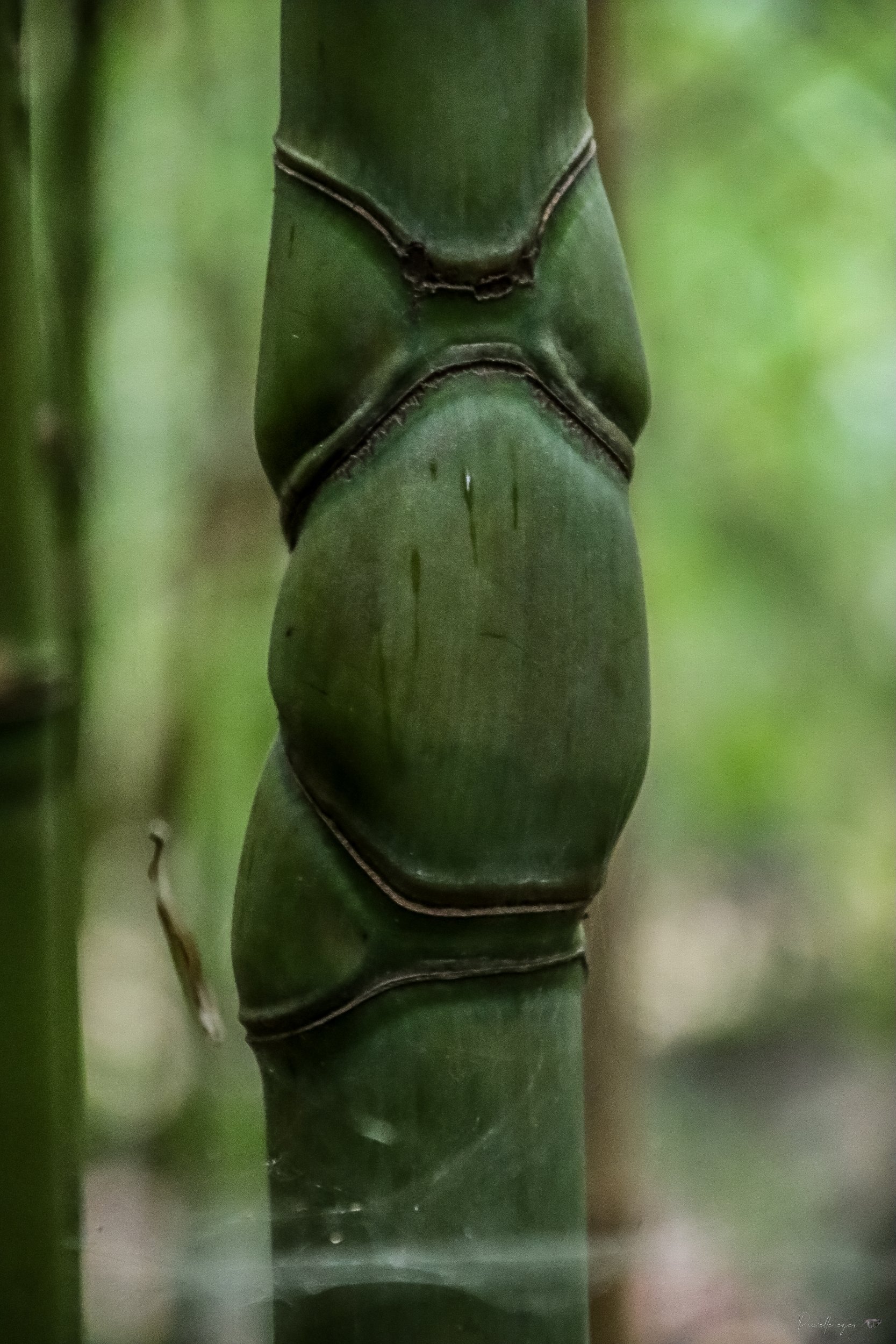 Fine Art – Pillar of Life | Jardin du Rayol Collection 🌱🏛️ product image (1)