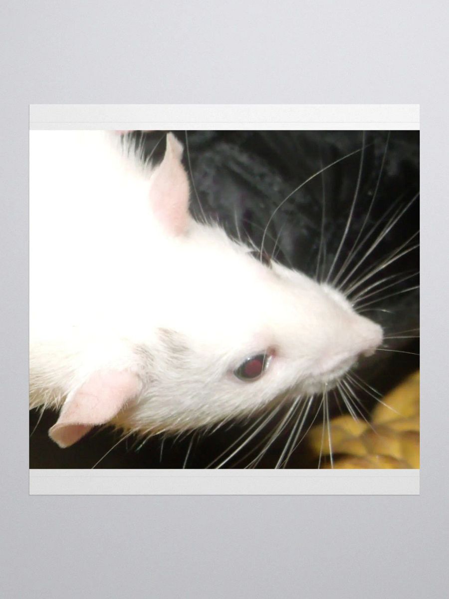 Black-eyed-white Dumbo rat sticker product image (1)