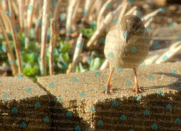 Female House Sparrow product image (1)
