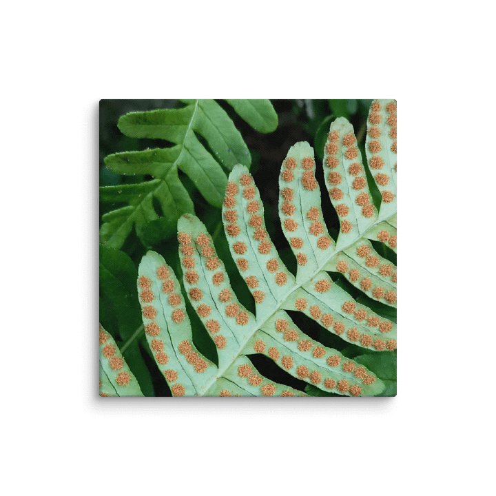 Rock Cap Fern (Canvas) product image (2)