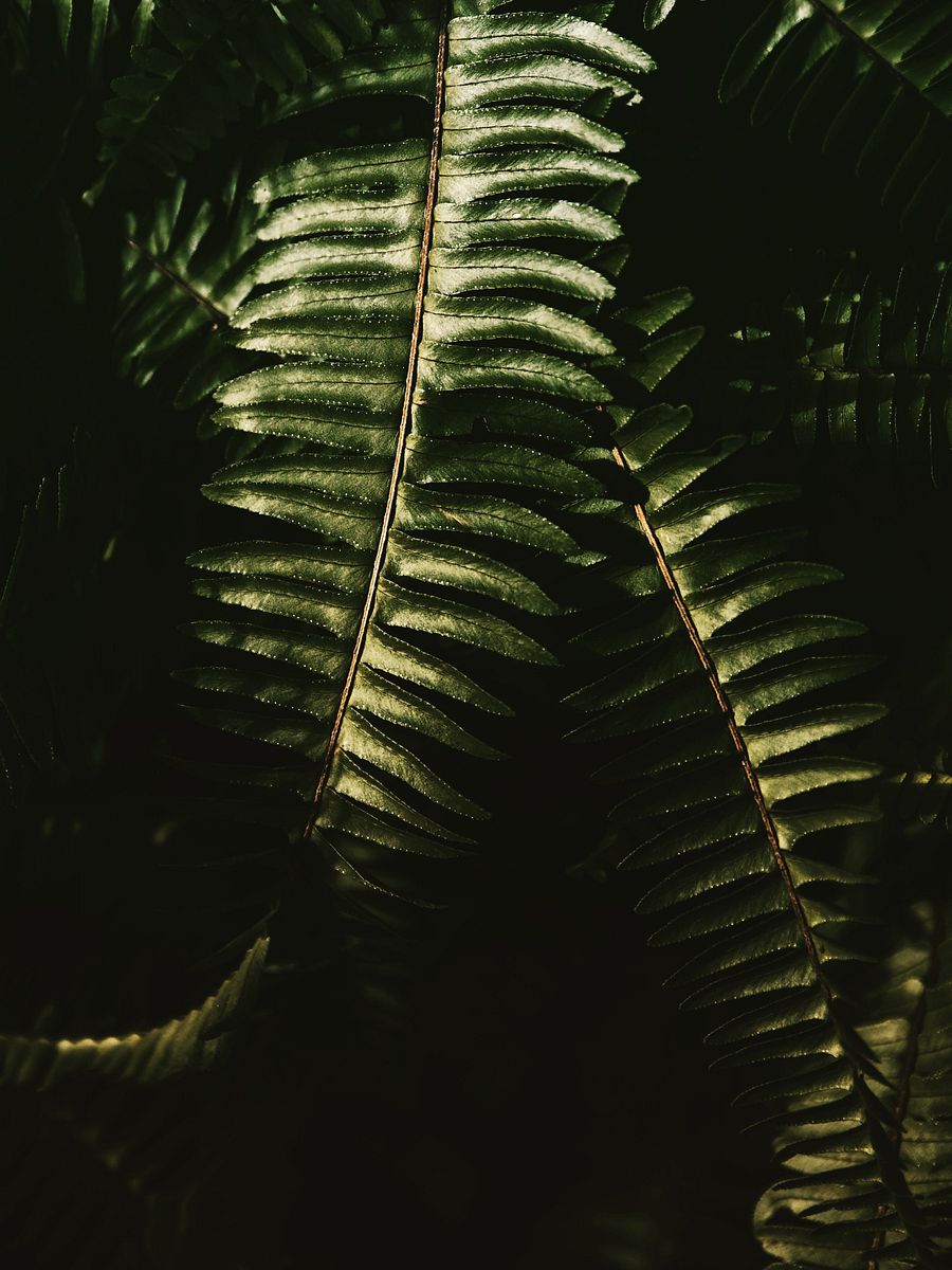 Ferntastic product image (1)