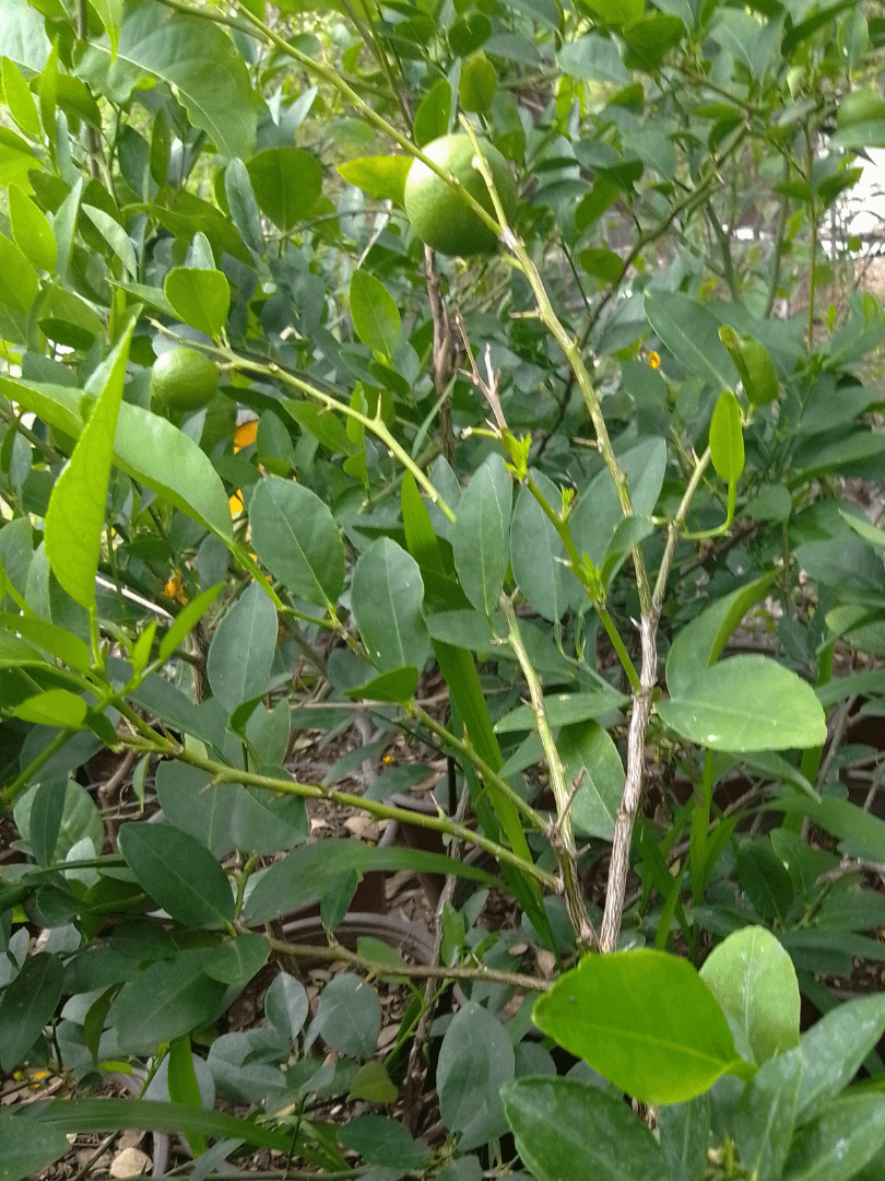 Lime Plant product image (1)