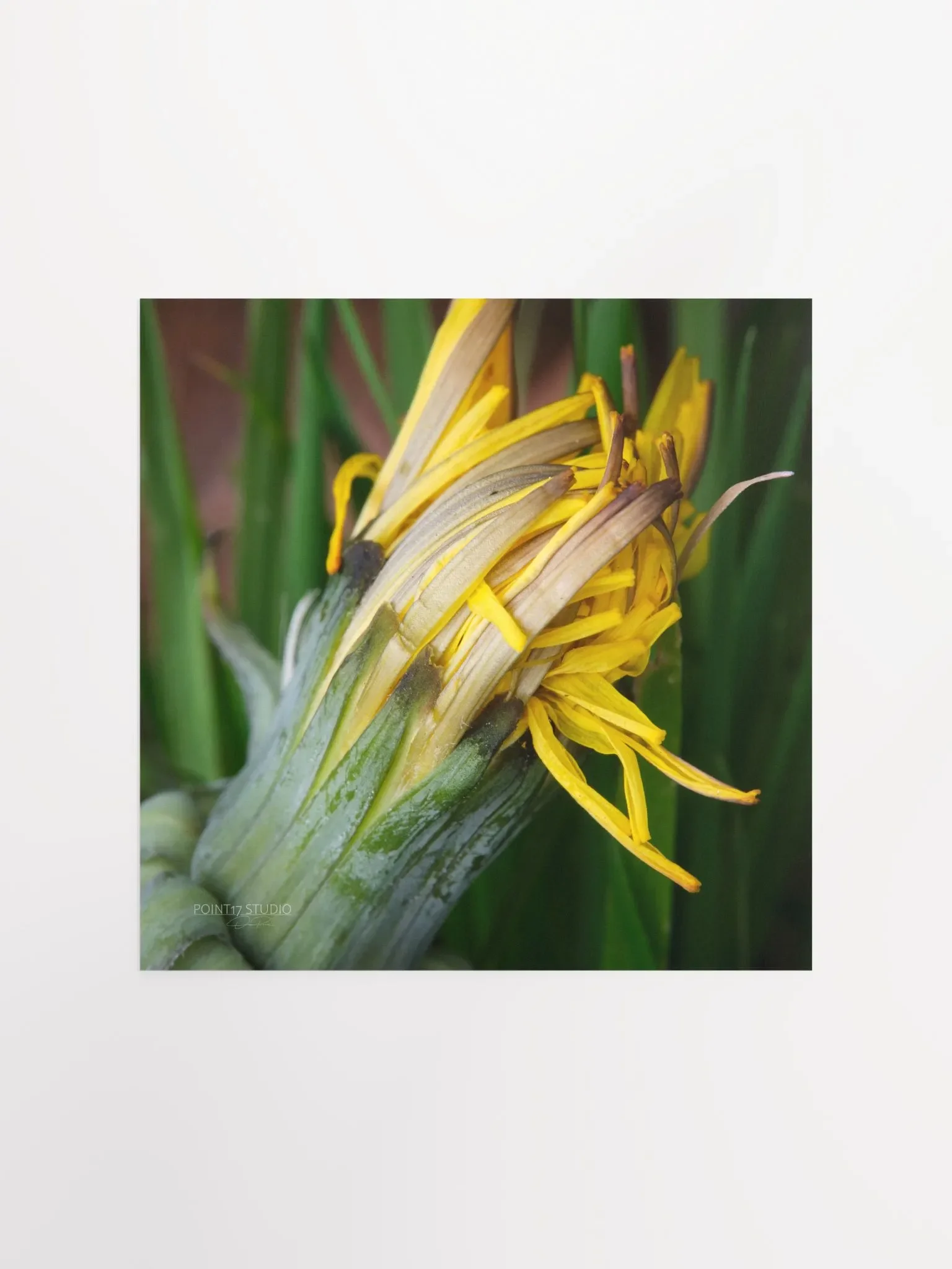 Dandelion #8 - Print product image (1)