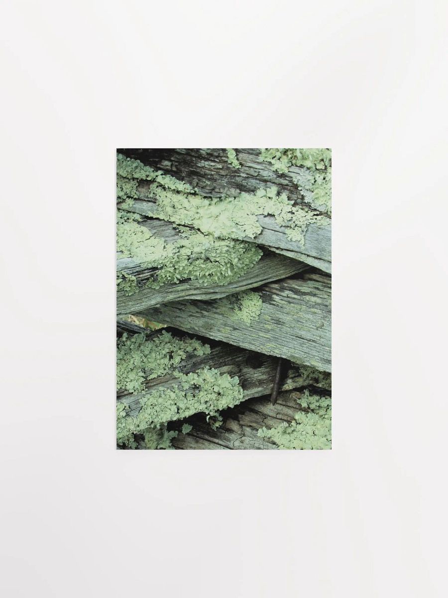 NC Moss product image (11)
