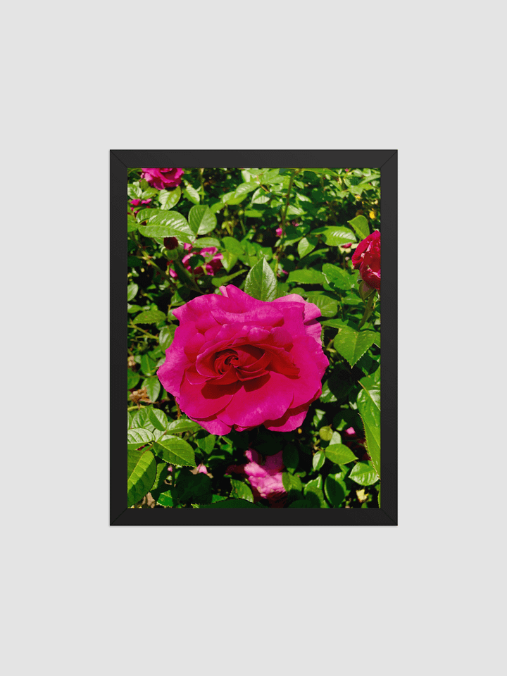 Bright pink rose Framed photography Poster product image (1)