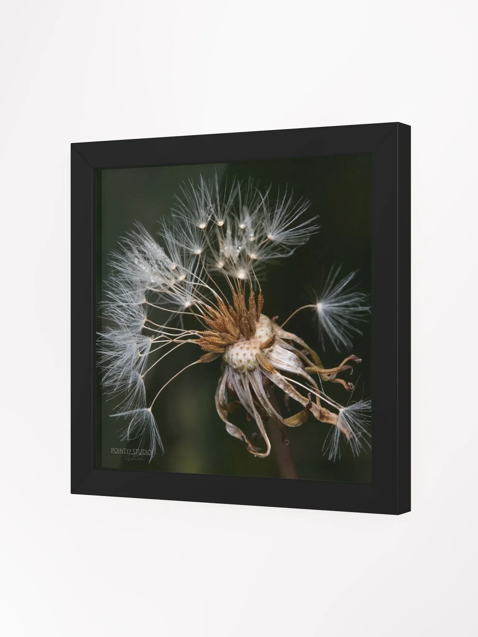 Dandelion #9 - Framed Print product image (2)