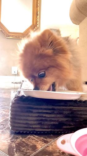 What’s dog’s favorite food? #dog #foodie #pomeranian #funnydog #cutedog
