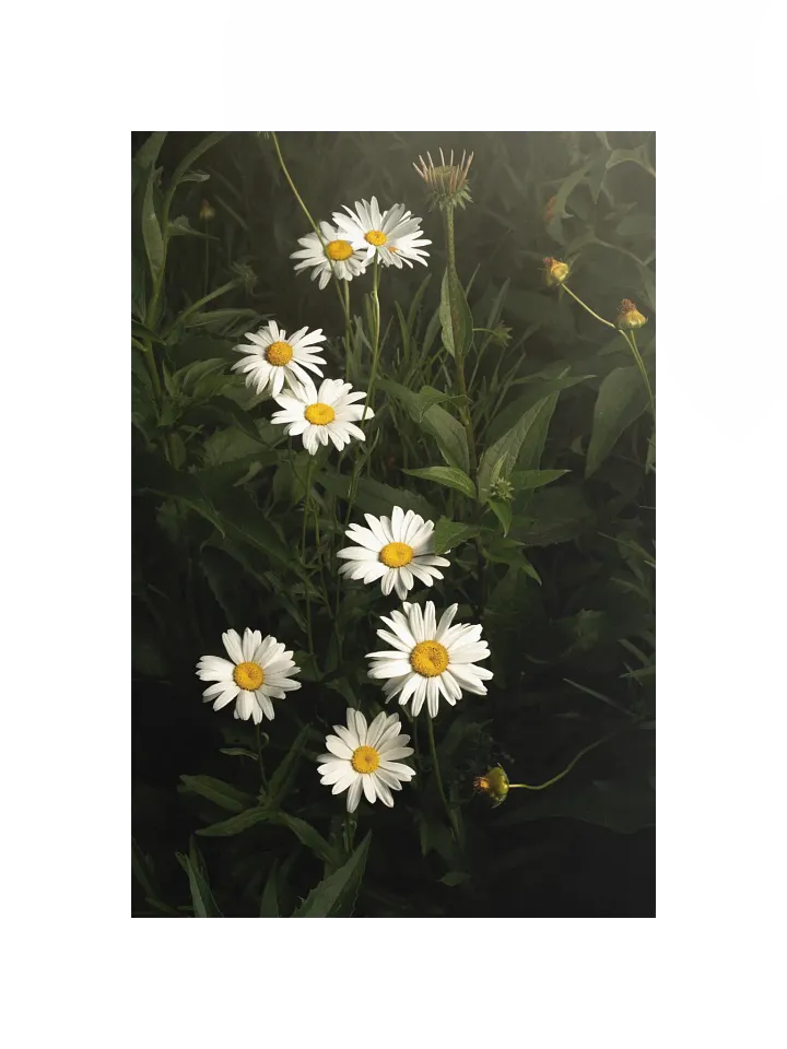 Cascading White Daisies product image (1)