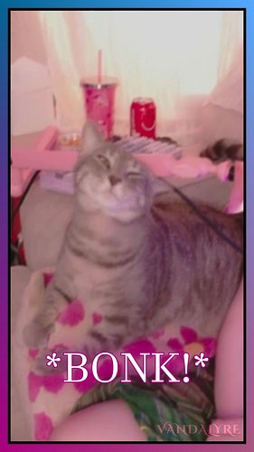 mic bonk #cat #livestreaming #gaming