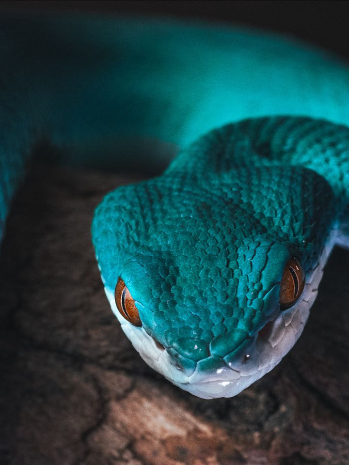 Blue Insularis Viper product image (1)