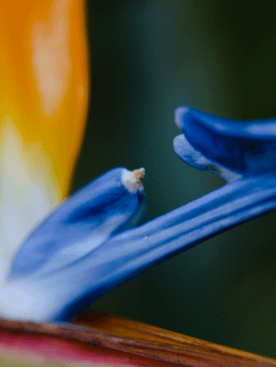 Bird of Paradise Digital Wallpaper Set product image (1)