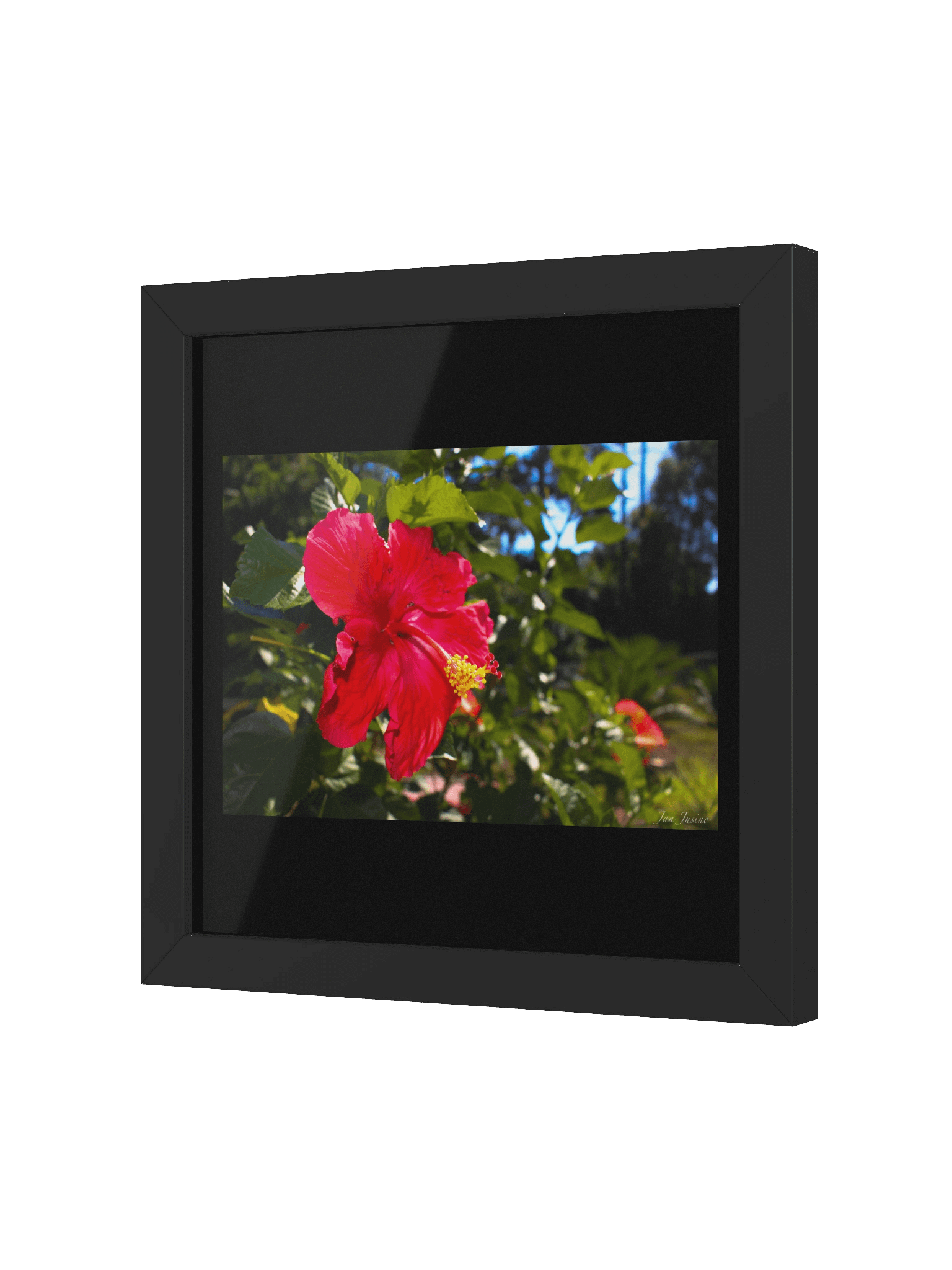 AMAPOLA product image (2)