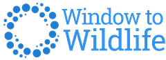 WindowtoWildlife