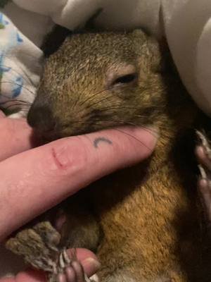 #squirrel #music #love #family #animals 