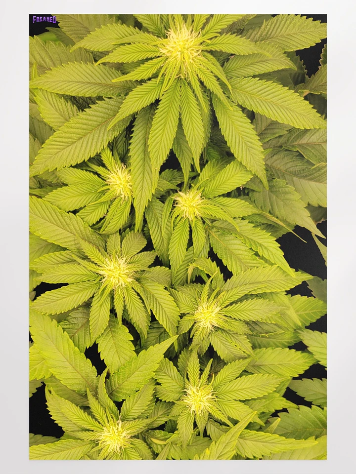 Canna Poster product image (1)