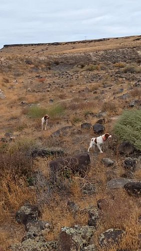 A momentous occasion with Jasper today. His first wild bird. A valley quail found by Dizzy, but he came in and backed her lik...