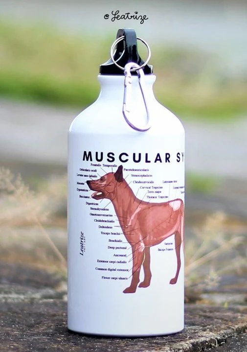 Canine Body System Sports Jug Set product image (7)