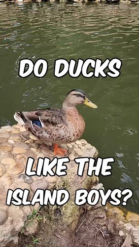Do Ducks enjoy the music of the Island Boys? 🌴🦆

#islandboys #islandboy #ducks #ducklingsofinstagram